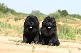 CHOW CHOW 183